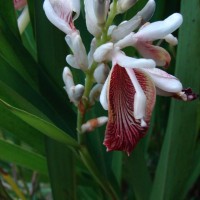 Alpinia calcarata (Andrews) Roscoe